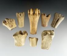 Set of 8 anciently worked animal joint Bone Artifacts found in Mason Co., West Virginia.
