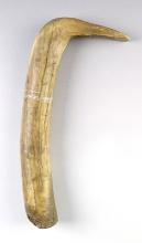 13" Elk Horn Hide Scraper found near the Missouri River in South Dakota.