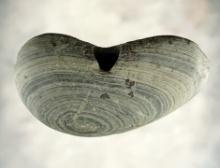 3 7/16"  Banded Slate Wing Bannerstone, found in Mercer Co., Ohio. Ex. Von Hilliard, Bouras.