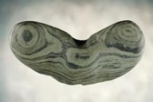 4 3/16" highly banded "Wing Nut" style Bannerstone. Recovered in St. Joseph Co., Indiana.