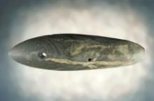 Very rare 6" Glacial Kame Ohio Spineback Gorget made from Banded Slate. Slight restoration.