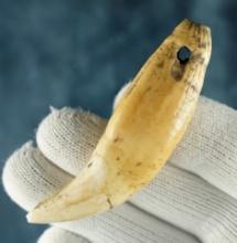2 3/4" Drilled Bear Tooth Pendant found in Ohio. In nice condition.