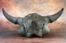 24 1/2" wide Bison Skull.