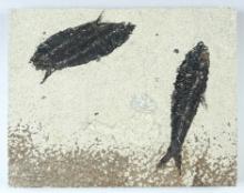 7 7/8" long x 6 1/8" wide slab with two Fossil Fish. From the Kemmerer Basin, Wyoming.