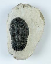 4" overall length Fossilized Trilobite Fossil found around Mrakib Taouz, Morocco.