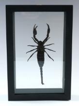 8 15/16" x 5 7/8" framed Scorpion display. Makes a nice gift or display!