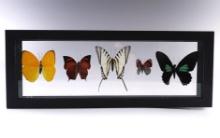 12 3/4" x 4 3/4" framed butterfly set. Makes a nice gift or display!