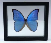 7 3/4" x 6 3/4" framed Morpho Butterfly. Makes a nice gift or display!