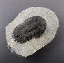 2 1/2" Fossil Trilobite on a 3 3/4" x 3 1/4" slab. Recovered in Mrakib Taouz, Morocco.