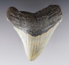 3 5/8" long Fossilized Megalodon Sharks Tooth in very nice overall condition.