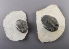 Pair of Fossil Trilobites recovered in Mrakib Taouz, Morocco. Largest slab is 3" x 2 1/2".