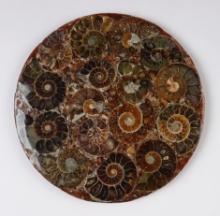 Unique! 4 1/2" diameter Ammonite Fossil Specimen Slab with display stand.