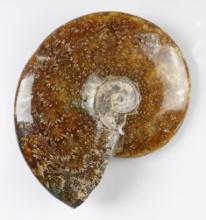 Nicely polished 7 1/8" Ammonite Fossil from Madagascar. Some restoration, great display!
