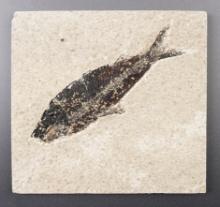 5" x 4 11/16" slab with a nice 4 5/8" long Fossil Fish. From the Kemmerer Basin, Wyoming.