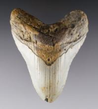 4" long Fossilized Megalodon Sharks Tooth in nice overall condition.