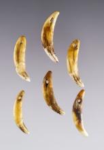 Set of 6 drilled Canine Teeth from the Fox Field Site in Mason Co., Kentucky. The largest is 1 1/2".