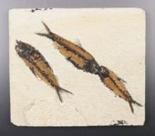 7" x 6 1/8" slab with three Fossil Fish. The longest is 4". From the Kemmerer Basin, Wyoming.