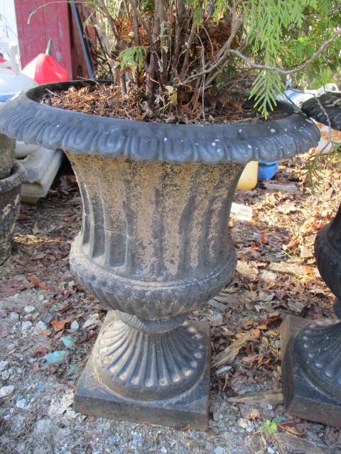 Pair of Heavy Cast Metal Urn Planters with Live Arborvitae Scrubs