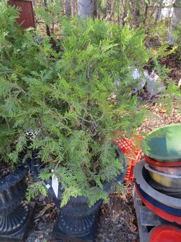 Pair of Heavy Cast Metal Urn Planters with Live Arborvitae Scrubs