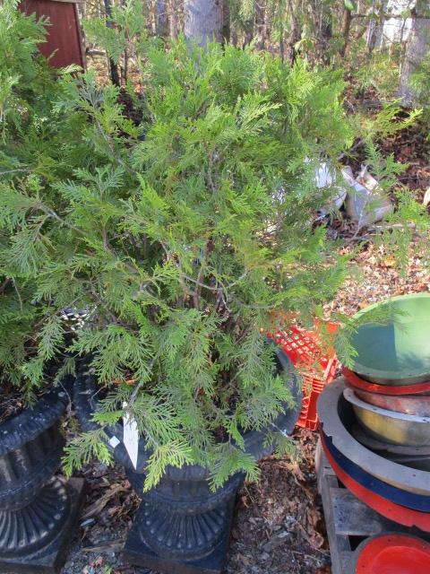 Pair of Heavy Cast Metal Urn Planters with Live Arborvitae Scrubs