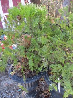 Pair of Heavy Cast Metal Urn Planters with Live Arborvitae Scrubs
