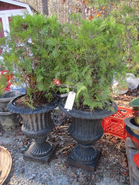 Pair of Heavy Cast Metal Urn Planters with Live Arborvitae Scrubs