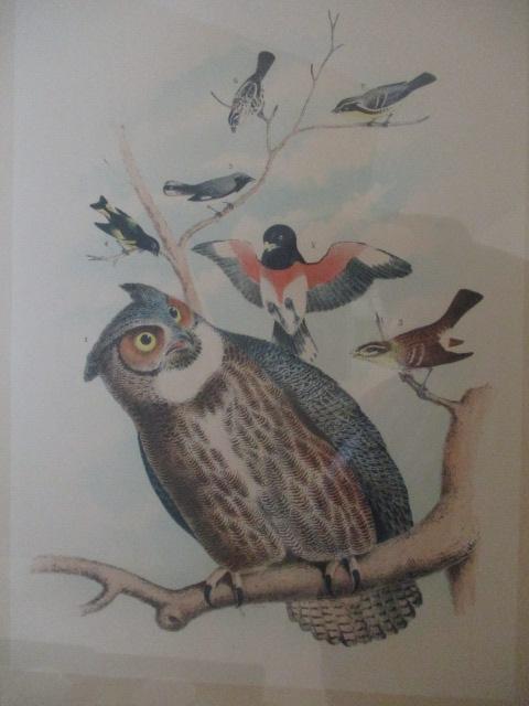 Framed and Matted Owl Audubon Style Lithograph Print