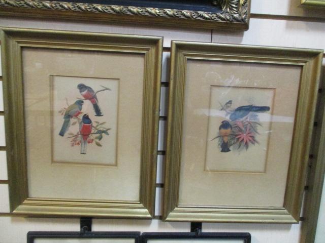 Collection of 5 Vintage Framed Bird Prints