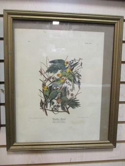 Collection of 5 Vintage Framed Bird Prints