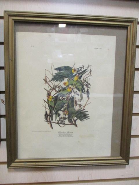 Collection of 5 Vintage Framed Bird Prints