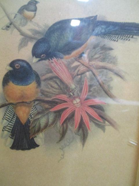 Collection of 5 Vintage Framed Bird Prints