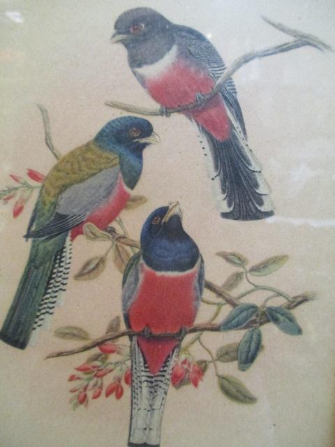 Collection of 5 Vintage Framed Bird Prints