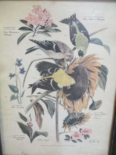 Collection of 5 Vintage Framed Bird Prints