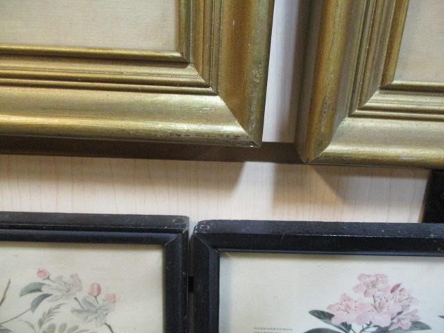 Collection of 5 Vintage Framed Bird Prints