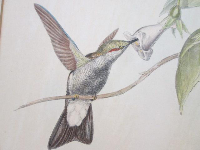 Two J. Gould Hummingbird Lithographs