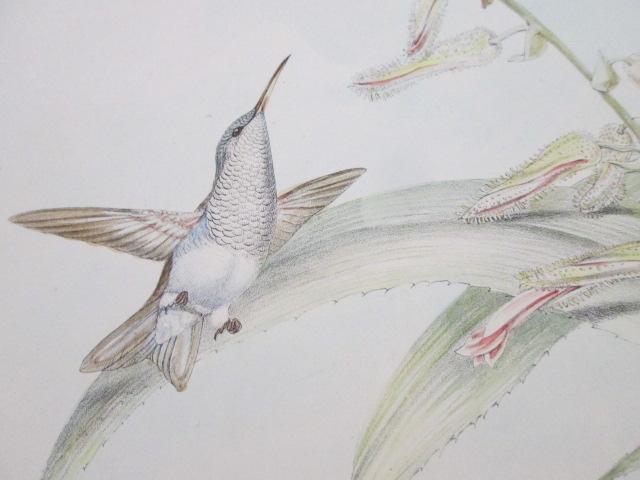 Two J. Gould Hummingbird Lithographs