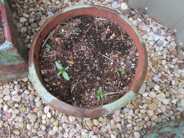 Three Patina Style Glazed Terra Cotta Planters