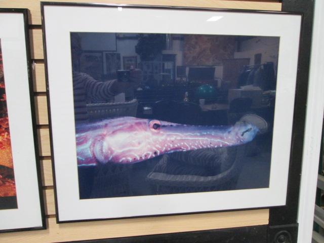 Five Framed and Matted Sea Life Photo Prints