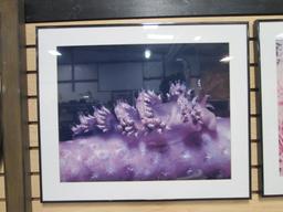 Five Framed and Matted Sea Life Photo Prints