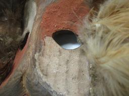 Small Carved Wood Tribal Mask with Feathers