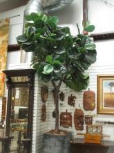 LARGE Artificial Fig Tree in Planter