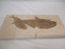 Fossil Fish