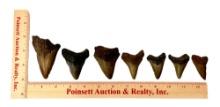 (7) Large Shark Teeth