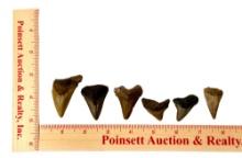 (6) Large Shark Teeth