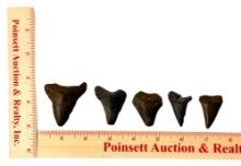 (5) Large Shark Teeth