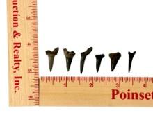(6) Small Shark Teeth