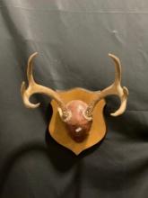 Deer Horns mounted w/ false skull piece, Wooden Plaque Wall Mount, approx 14h x 12.5w x 11d inches