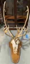 Vintage Elk or Caribou Antler & Skull Mount on Wood Plaque. Very Good Condition. See pics.