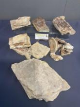 Collection of Petrified Wood Slabs some w/ Fossil Inclusions, approx 10+ pieces, some much larger