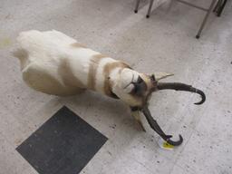 Antelope Mount